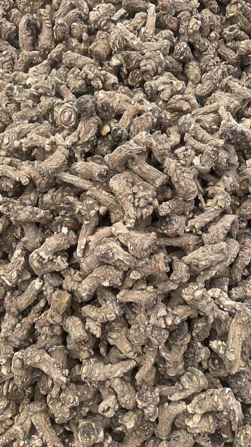 甘肃岷县无硫当归头手选当归产地直供量大从优全国发货