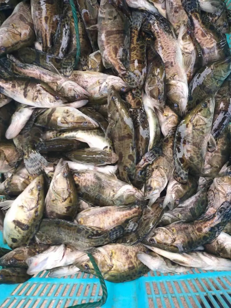 鳜鱼桂鱼大量供应中渔场直发品质保障全国包邮量大优惠