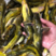 黄骨鱼大量现货渔场直供品种齐全规格齐全对接全国包邮