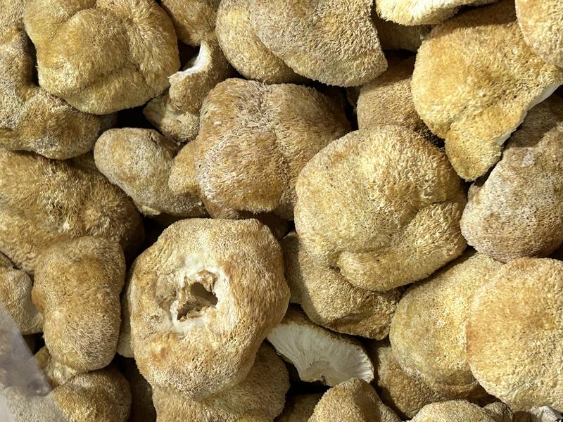 【猴头菇】精品猴头菇大量有货品质保证欢迎咨询