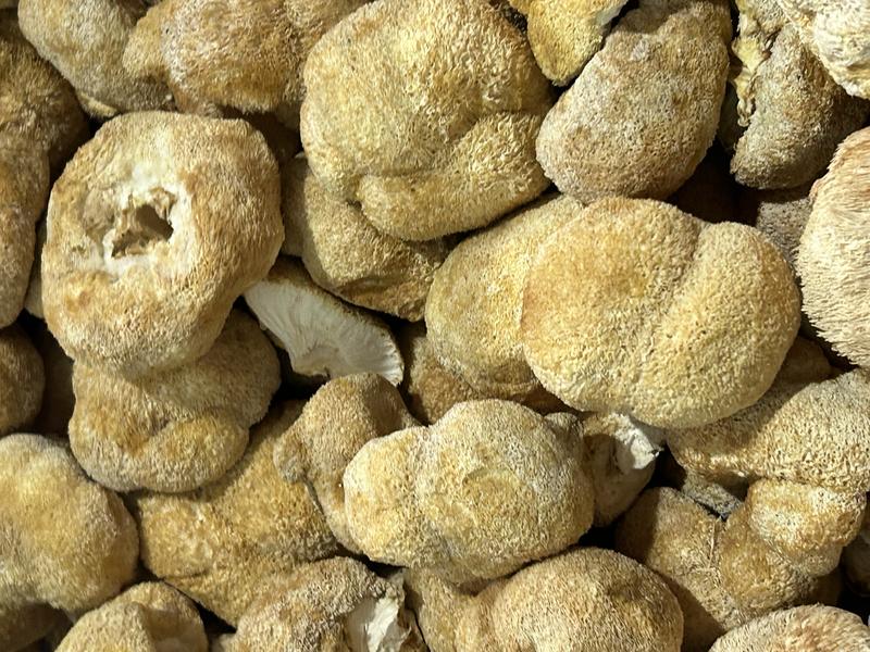 【猴头菇】精品猴头菇大量有货品质保证欢迎咨询