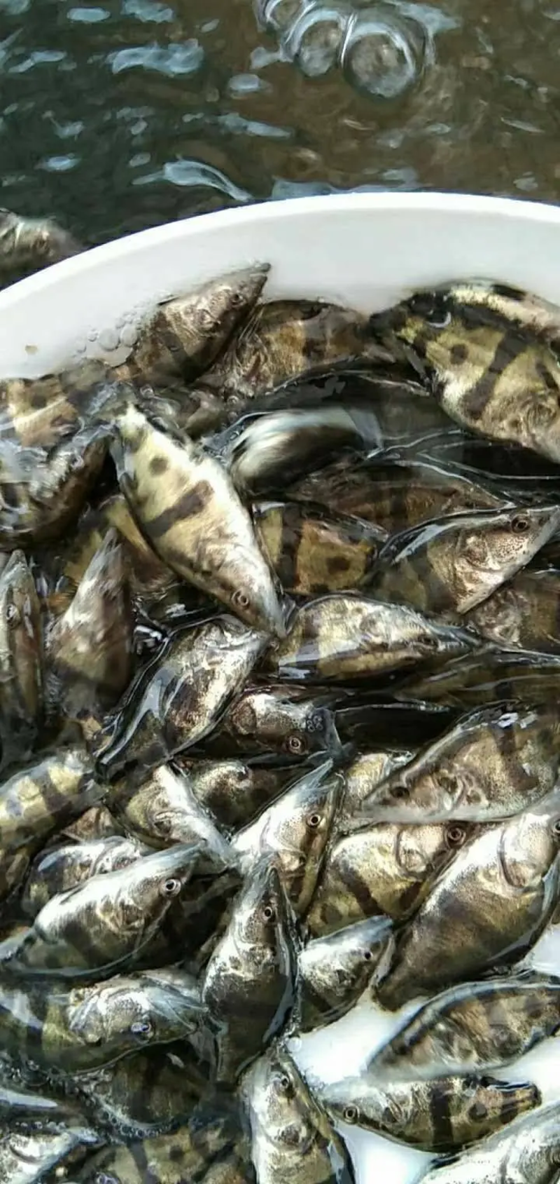 桂鱼鳜鱼质量保证基地批发常年供货品种齐全量大优惠