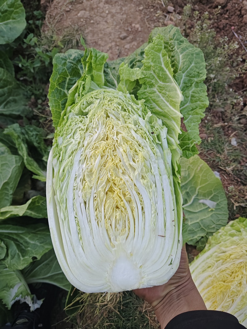 云南新鲜白菜大量上市，量大从优有意者联系，
