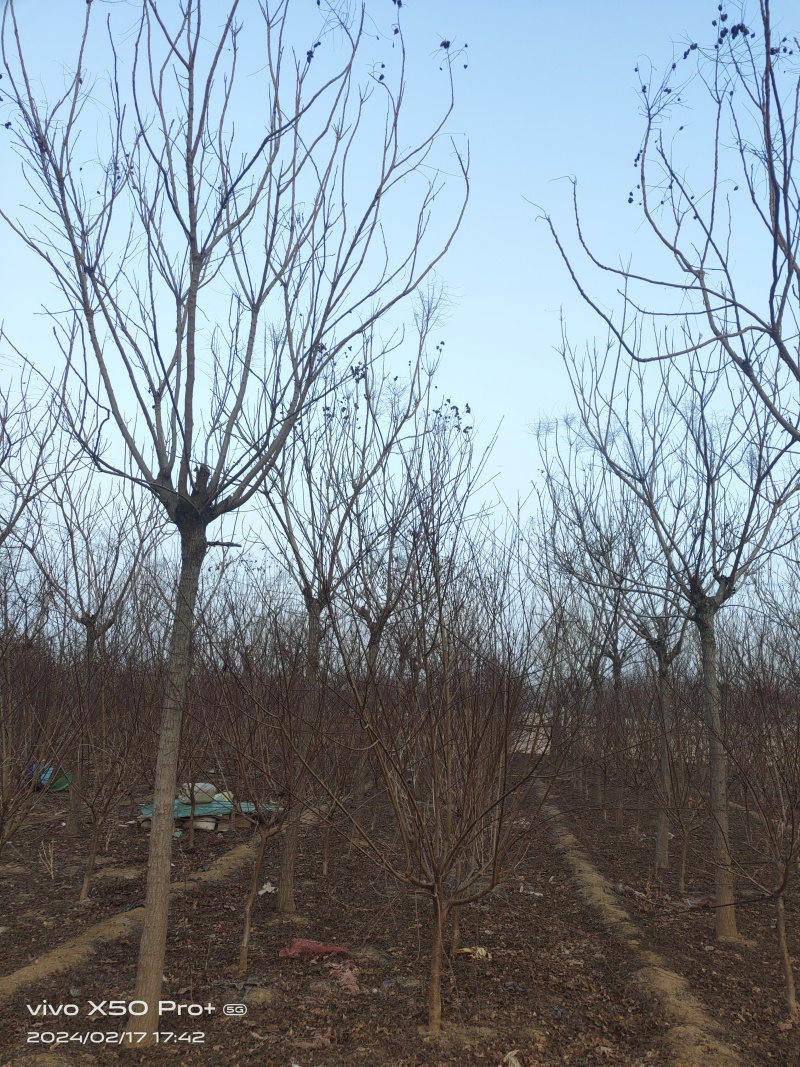 北栾树栾树10—15公分，大量供应欢迎来电咨询，