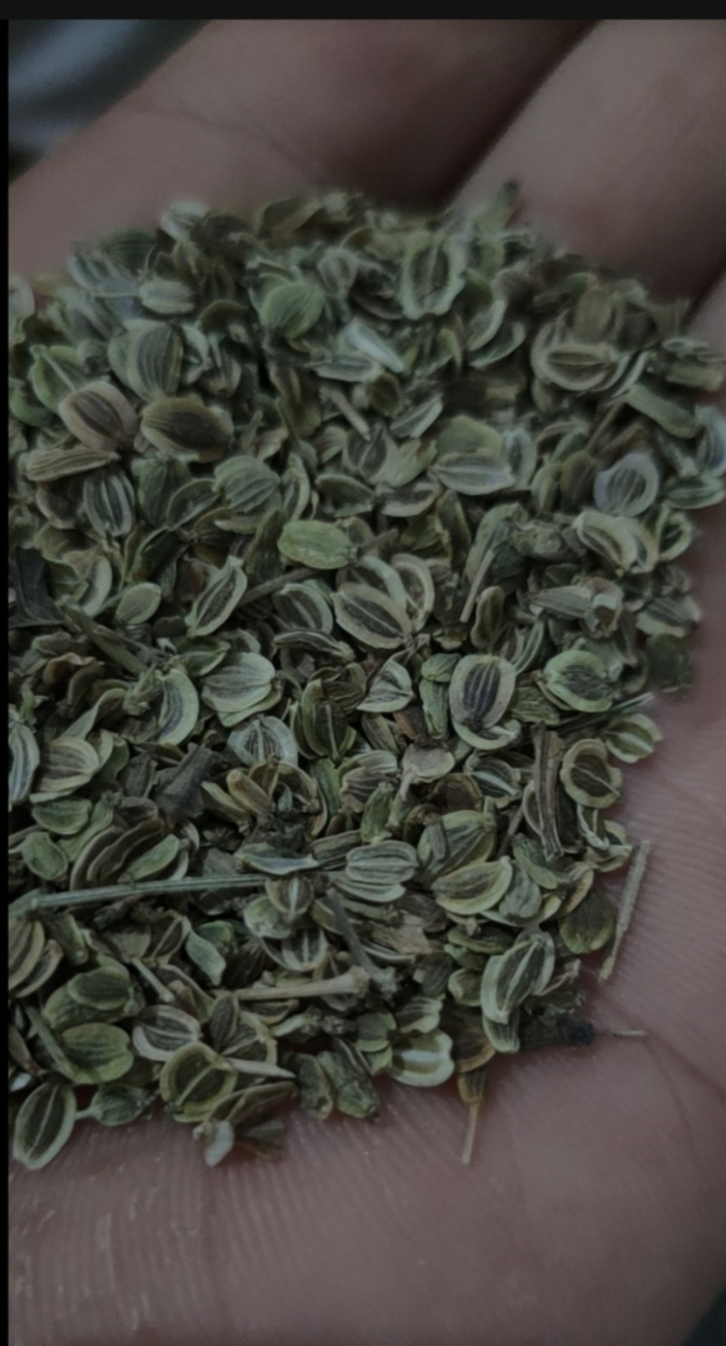 前胡种子