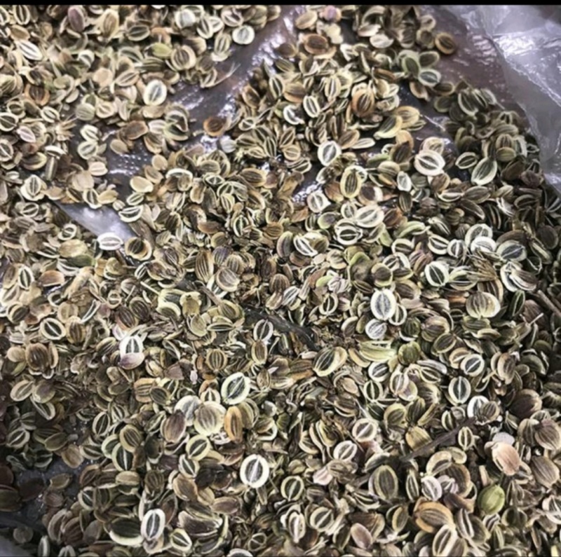 前胡种子