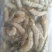 饲料虾