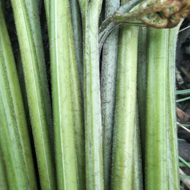 野生蕨菜