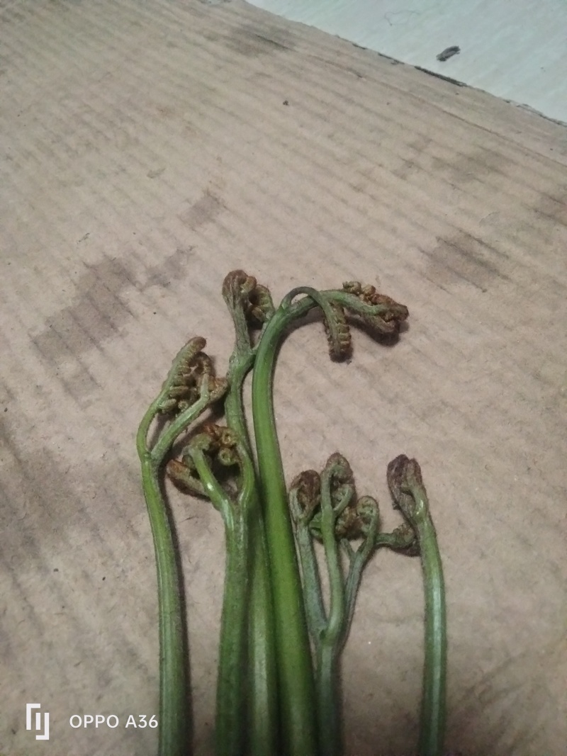 野生蕨菜