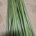 野生蕨菜