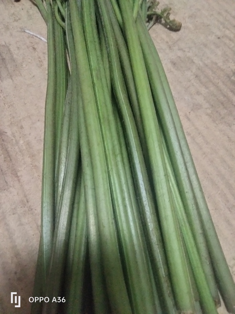 野生蕨菜