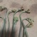 野生蕨菜