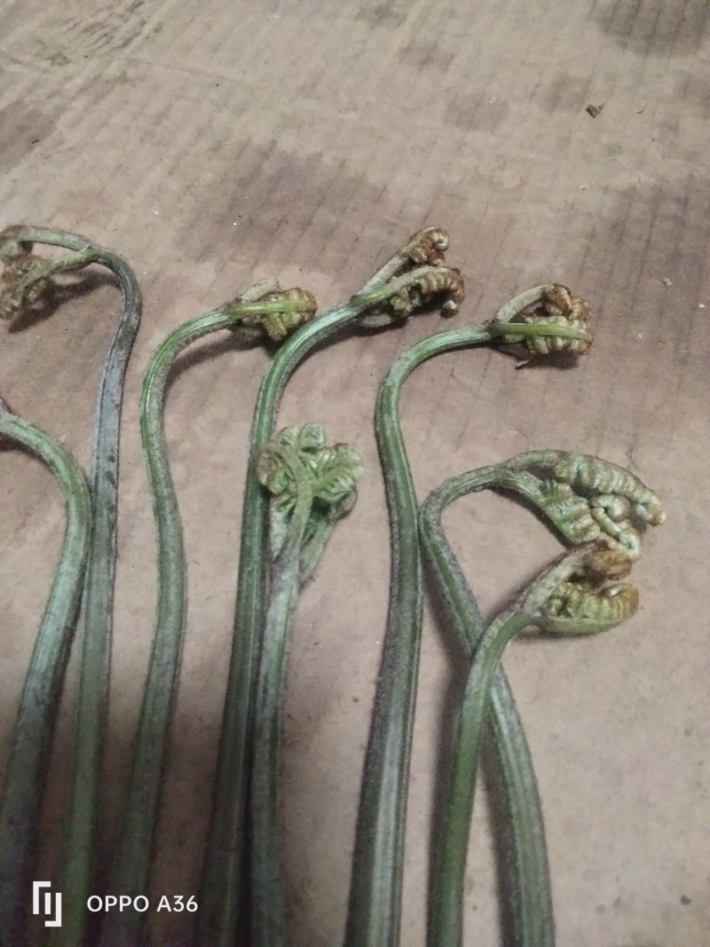 野生蕨菜