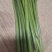 野生蕨菜