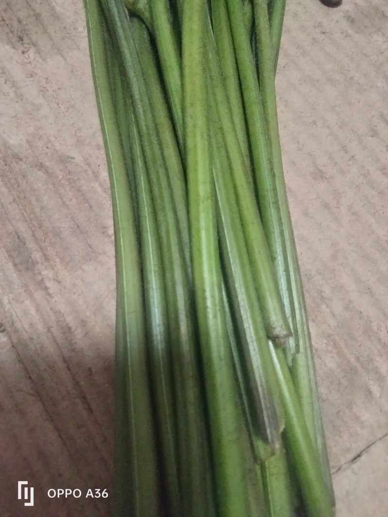 野生蕨菜