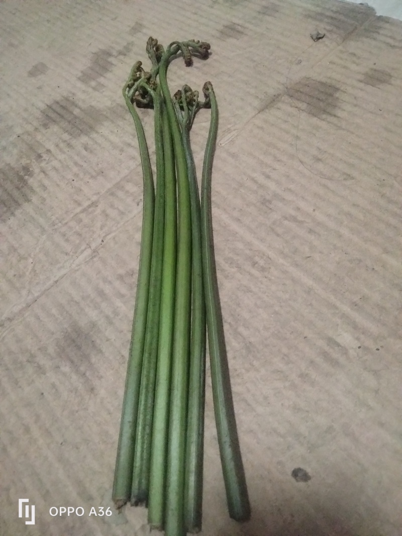 野生蕨菜