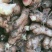 好货推荐四川生姜大黄姜、白口姜种批发量大价优