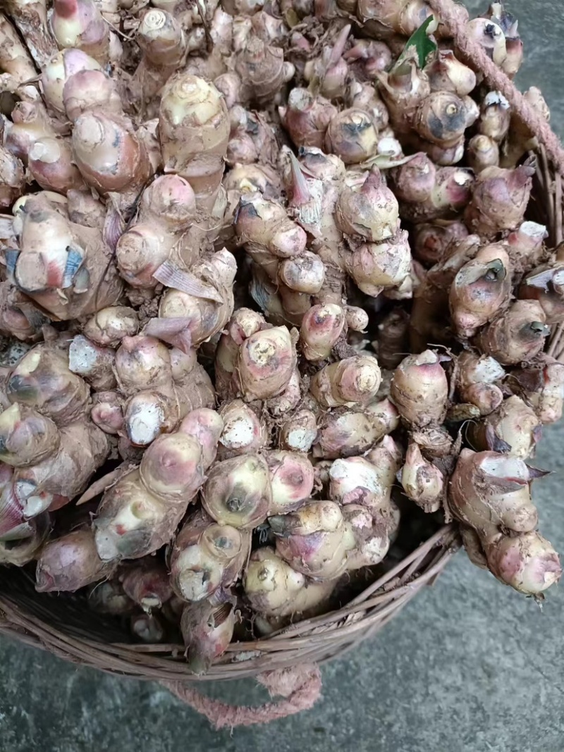 好货推荐四川生姜大黄姜、白口姜种批发量大价优