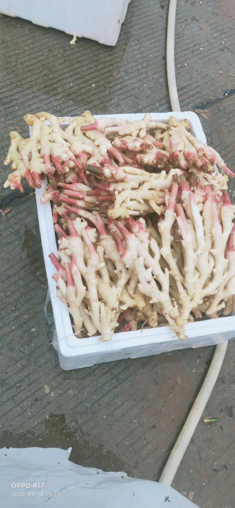 好货推荐四川生姜大黄姜、白口姜种批发量大价优