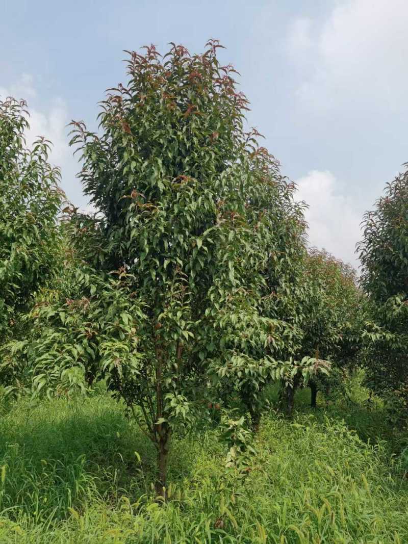 龙柱碧桃8公分，大量供应各种规格，欢迎新老客户来电