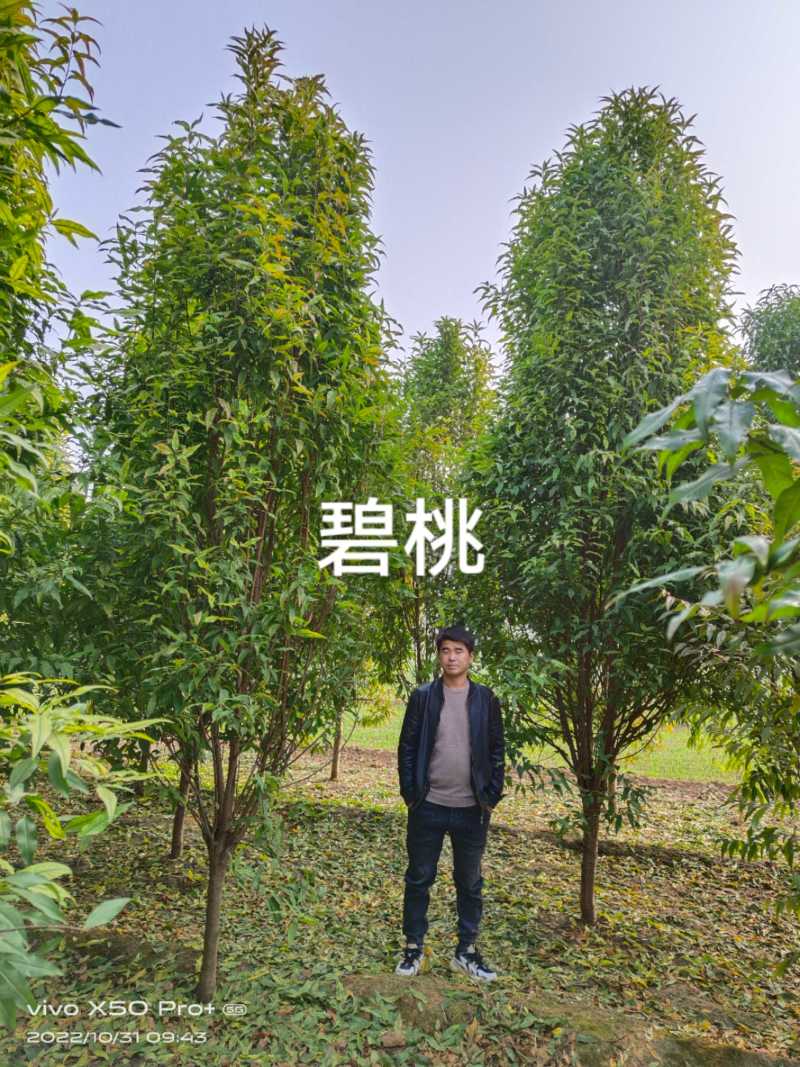 龙柱碧桃8公分，大量供应各种规格，欢迎新老客户来电