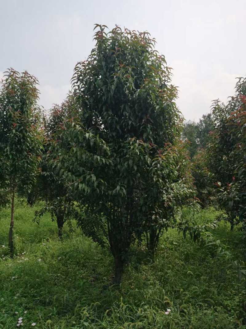 龙柱碧桃8公分，大量供应各种规格，欢迎新老客户来电