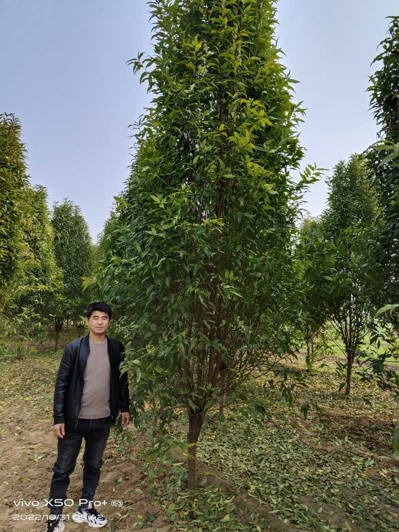 龙柱碧桃8公分，大量供应各种规格，欢迎新老客户来电