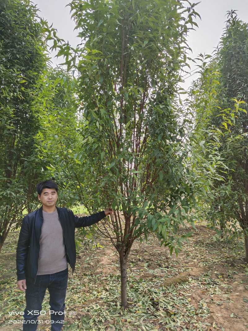 龙柱碧桃8公分，大量供应各种规格，欢迎新老客户来电