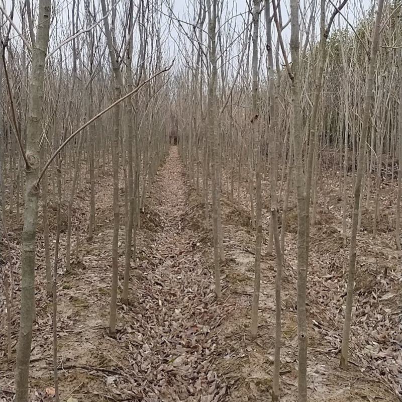 无患子
