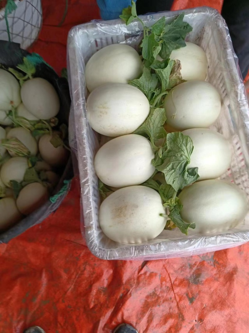 浙江台州玉菇甜瓜甜度高口感细腻产地直发