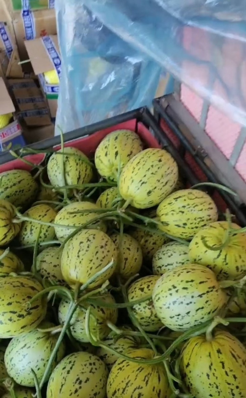 博洋系列619号花蕾绿宝大量有货