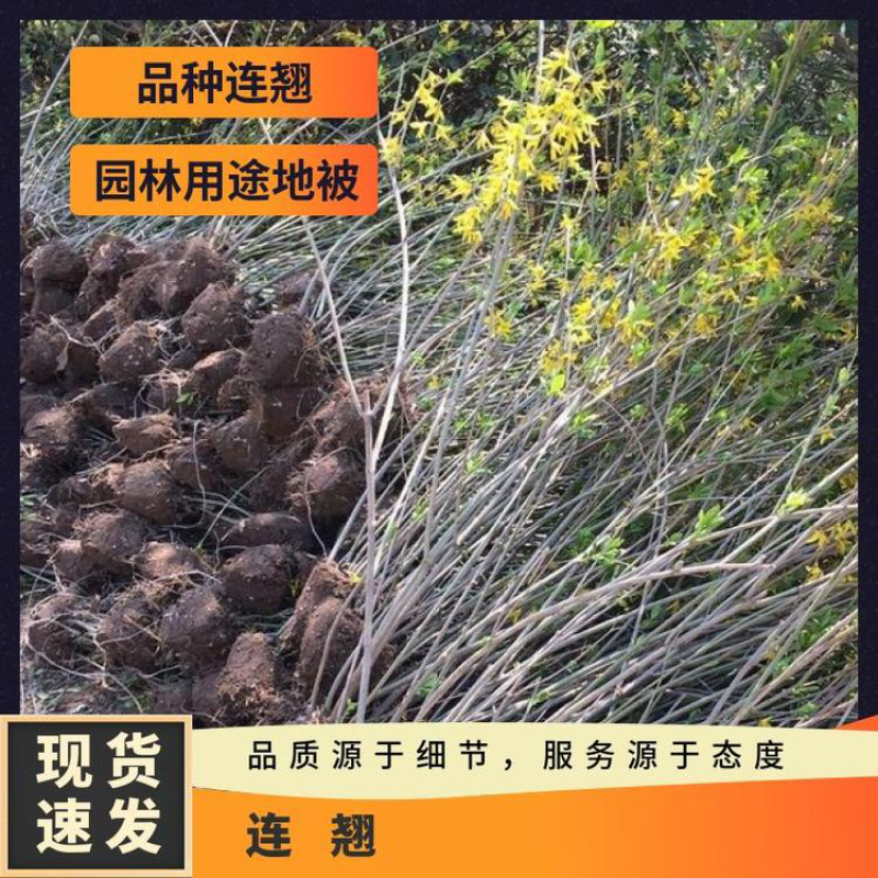 丛生连翘多分枝基地黄金条80厘米长黄老虎苗木