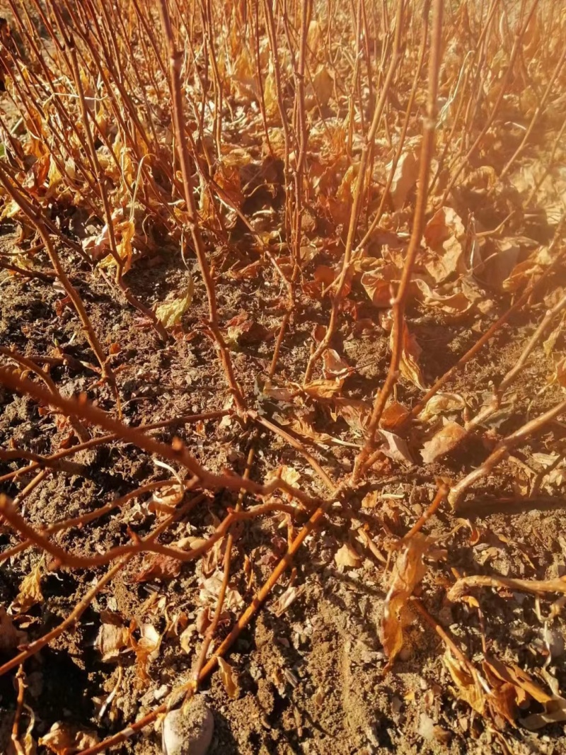 北五味子苗批发适合南北种植好成活五味子苗