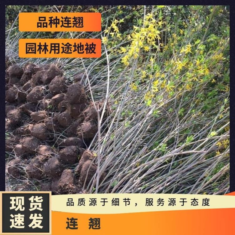 丛生连翘多分枝基地黄金条80厘米长黄老虎苗木