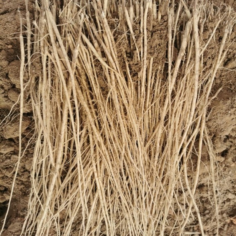 黄芪苗