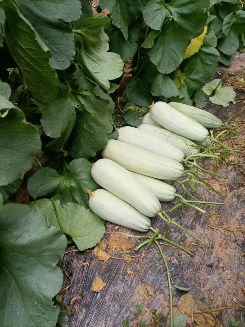 瑞红香瓜山东莘县燕店