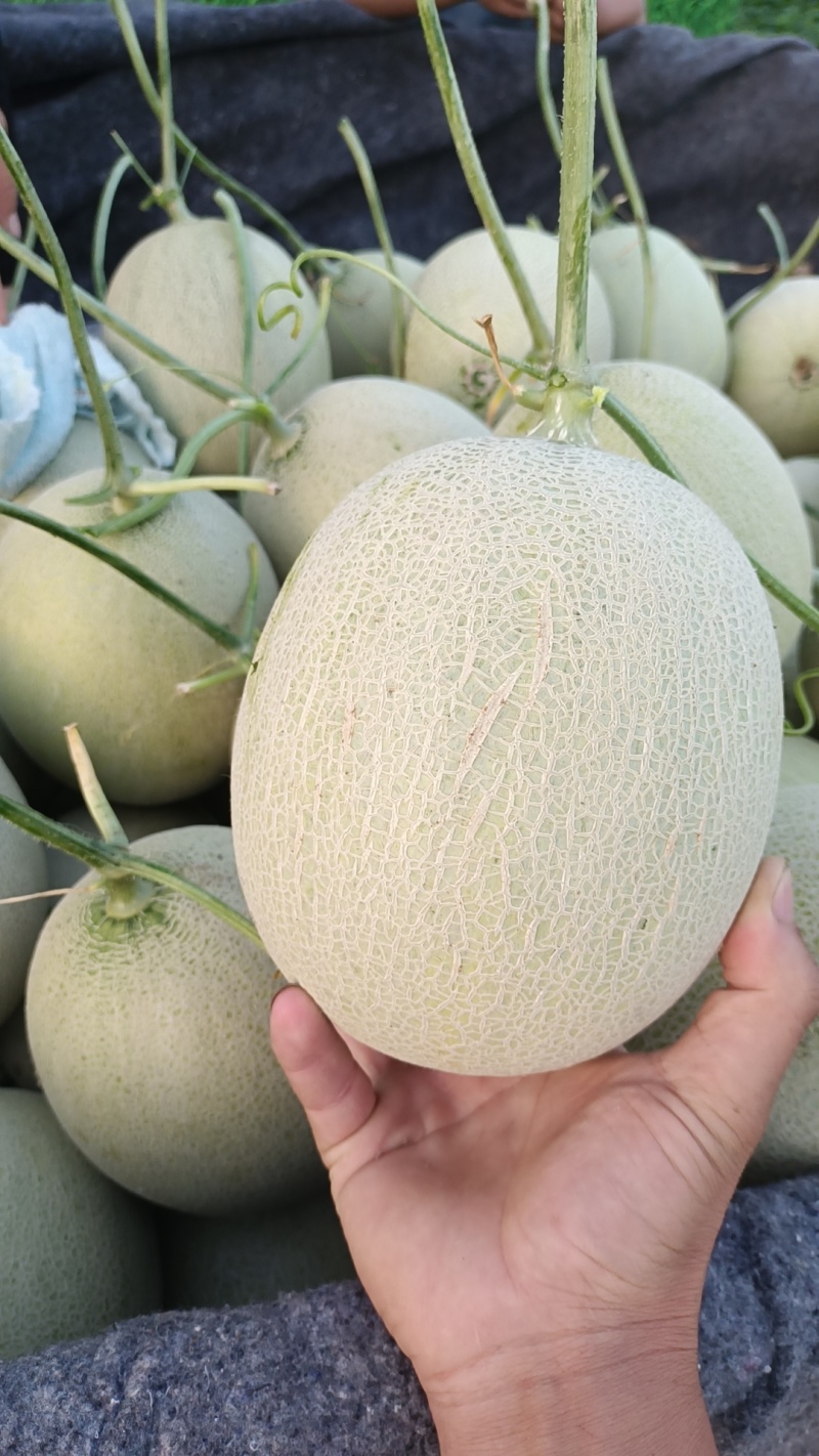 瑞红香瓜山东莘县燕店
