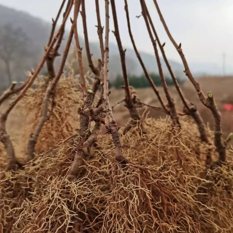 北五味子苗批发适合南北种植好成活五味子苗