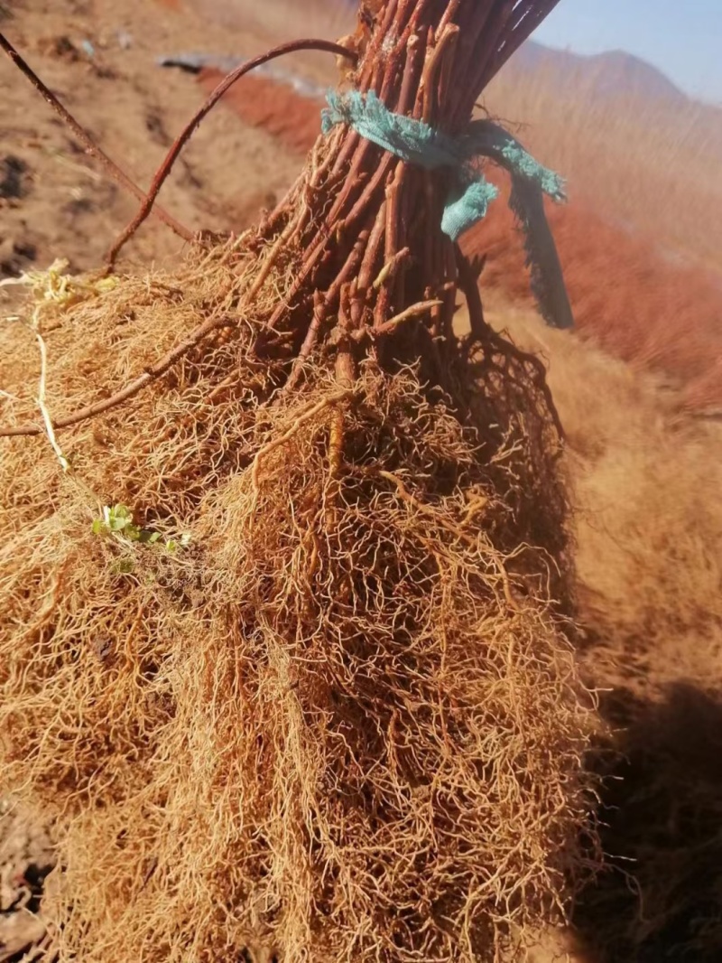 北五味子苗批发适合南北种植好成活五味子苗