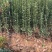 万盛花木常年供应北海道黄杨围墙绿篱苗四季常青
