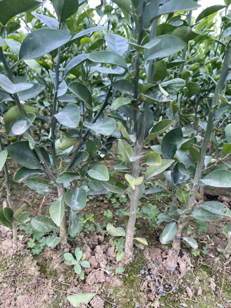 红橘苗，老品种川红橘苗，红桔直生苗，当年苗，新苗
