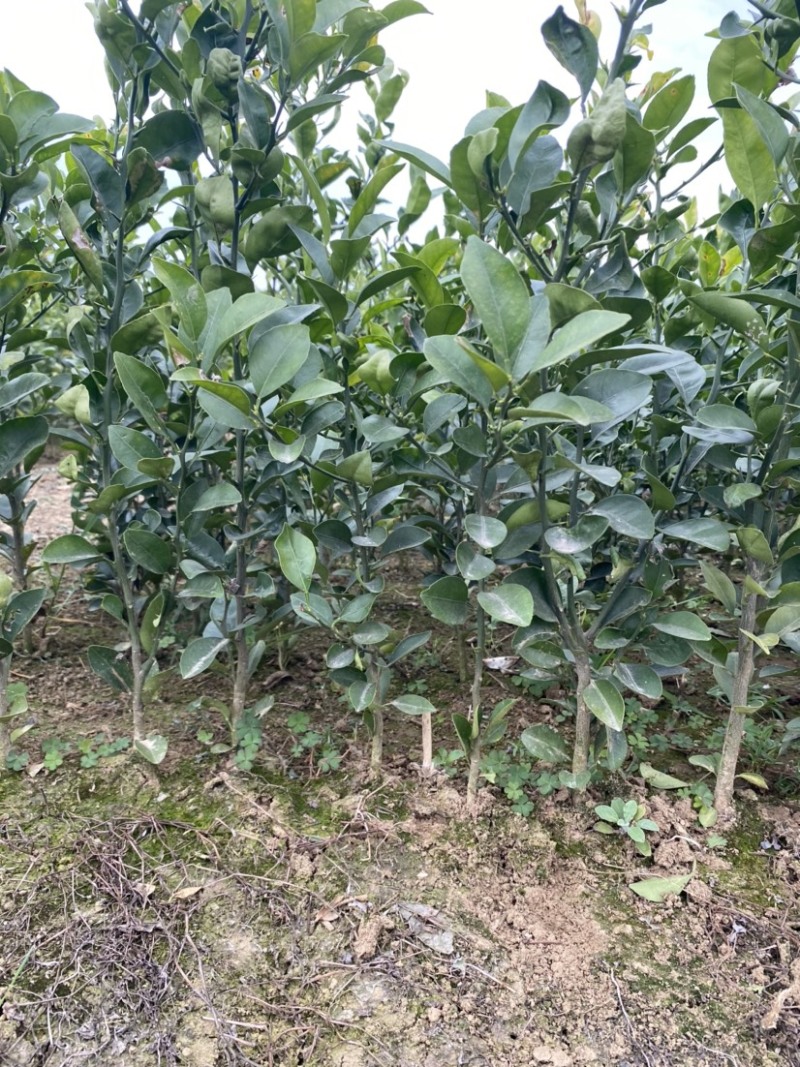 红橘苗，老品种川红橘苗，红桔直生苗，当年苗，新苗