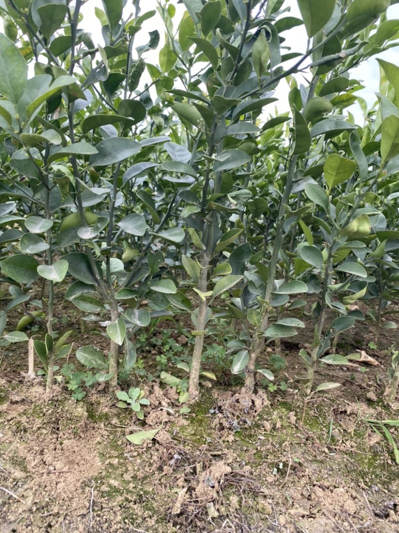 红橘苗，老品种川红橘苗，红桔直生苗，当年苗，新苗