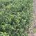 红橘苗40公分以上，红桔直生苗，当年苗，新苗