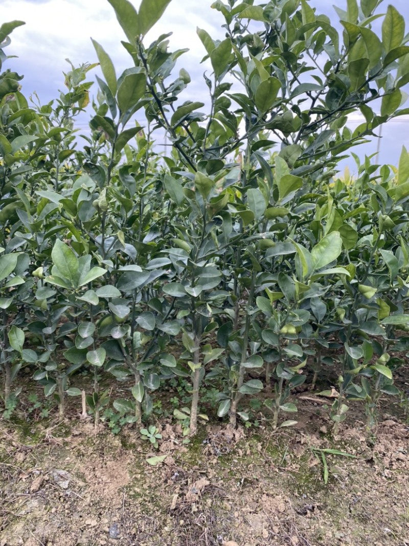红橘苗，老品种川红橘苗，红桔直生苗，当年苗，新苗