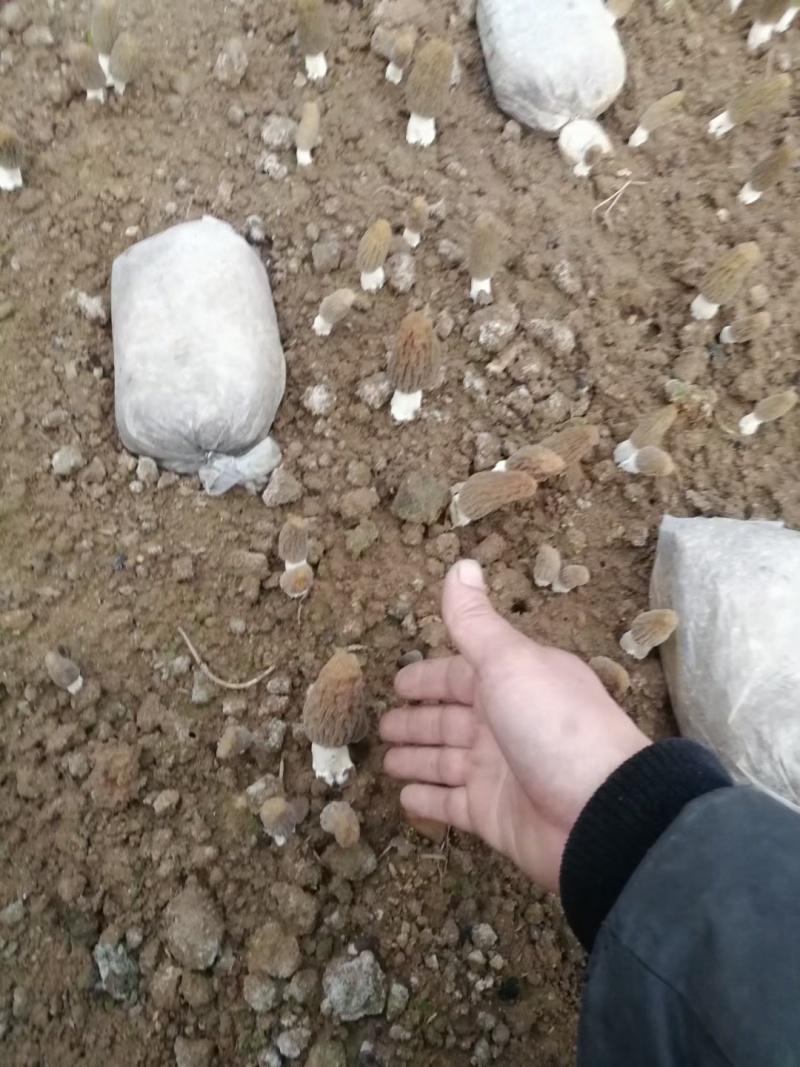 羊肚菌干货短根长腿基地直销一件代发河南南阳羊肚菌