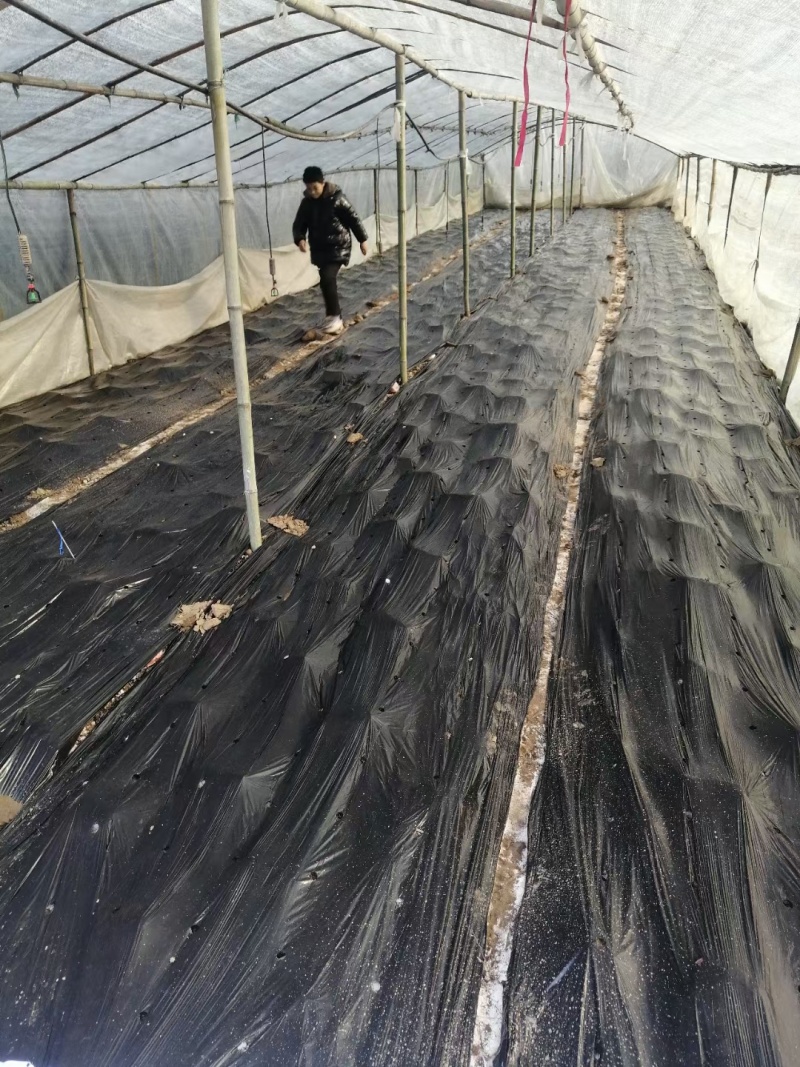 羊肚菌干货短根长腿基地直销一件代发河南南阳羊肚菌