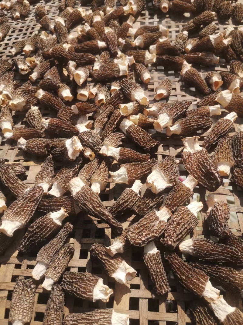 羊肚菌干货短根长腿基地直销一件代发河南南阳羊肚菌