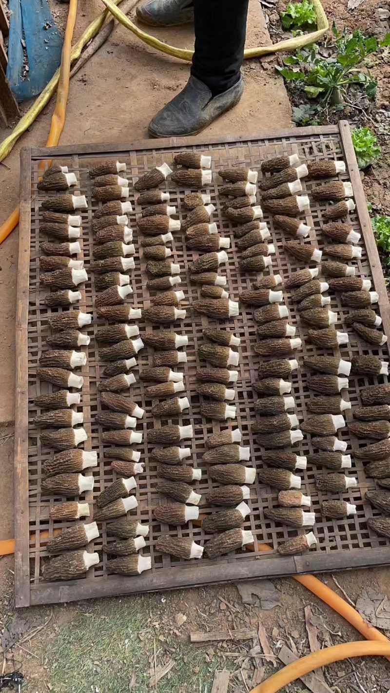 羊肚菌干货短根长腿基地直销一件代发河南南阳羊肚菌