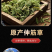 包邮）野生伸筋草中药500（袋装）克正宗伸筋草